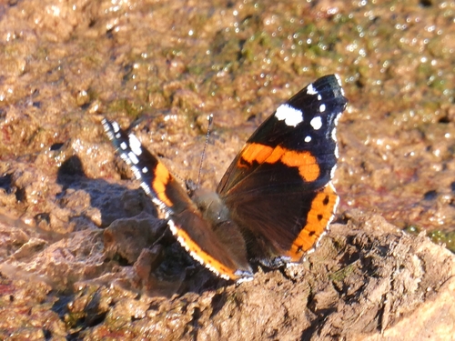 Red Admiral