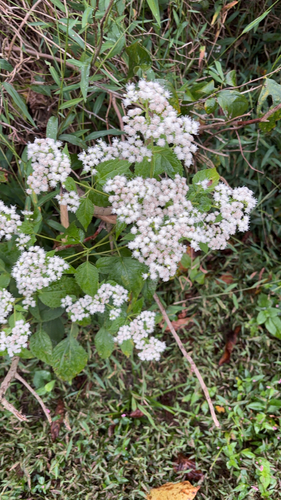 white snakeroot