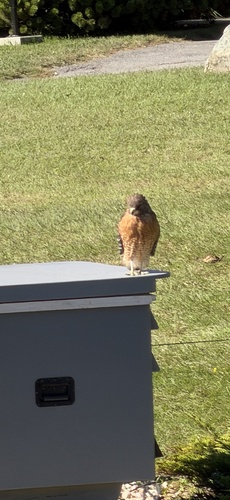 Red-shouldered Hawk