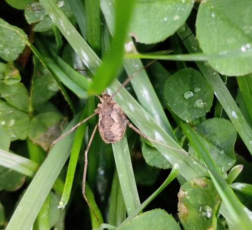 European Harvestman