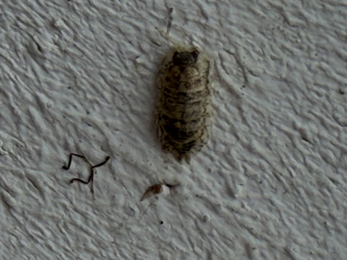 Brickwork Woodlouse