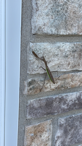 Chinese Mantis
