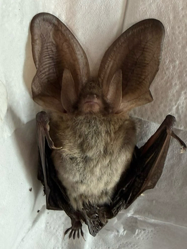 Brown Long-eared Bat