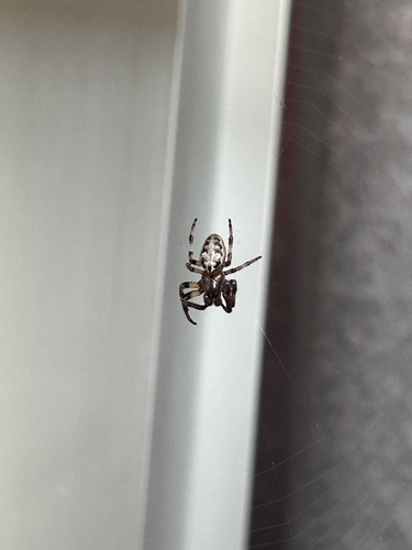 Furrow Orbweaver