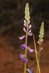 Swainsona microphylla