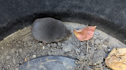 Northern Short-tailed Shrew