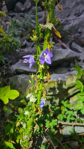 Chimney Bellflower