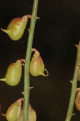 Swainsona microphylla