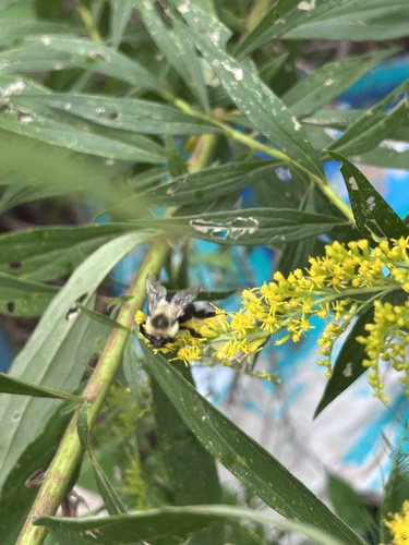 Common Eastern Bumble Bee