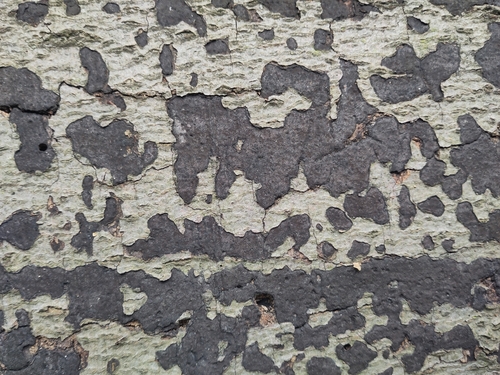 Beech Tarcrust