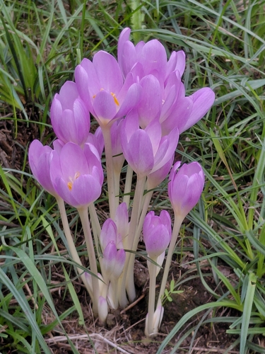 Autumn Crocus