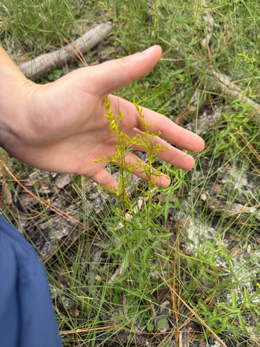 Sweet Goldenrod