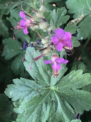 Geranium macrorrhizum