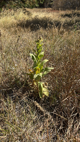 great mullein