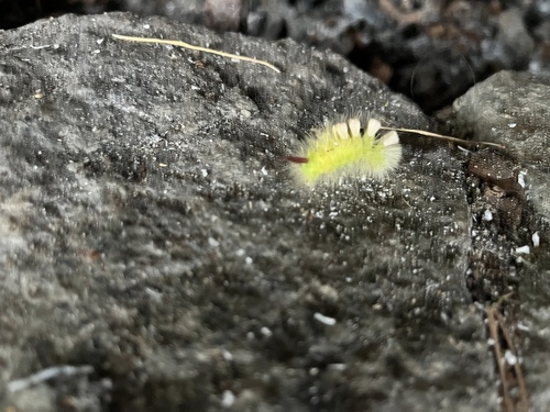 Pale Tussock Moth