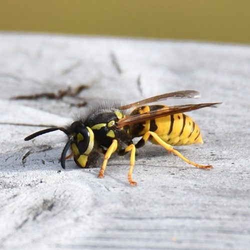 German Yellowjacket