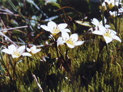 Gentianella grisebachii