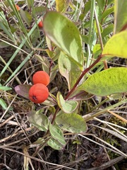 Geocaulon lividum