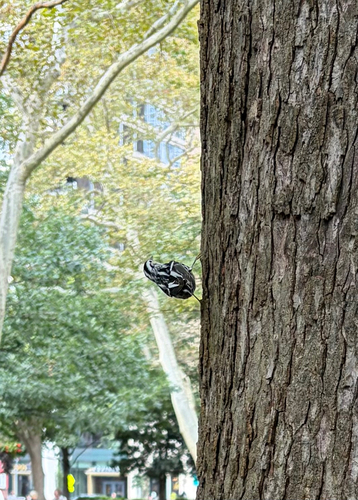 Black-and-white Warbler