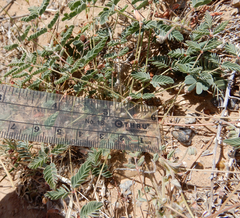 Hoffmannseggia drepanocarpa