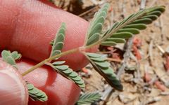 Hoffmannseggia drepanocarpa