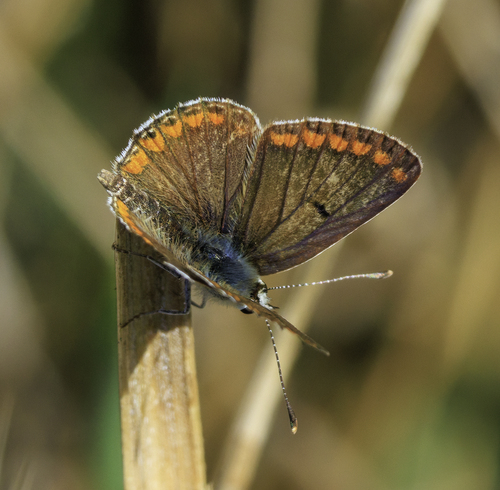 Brown Argus