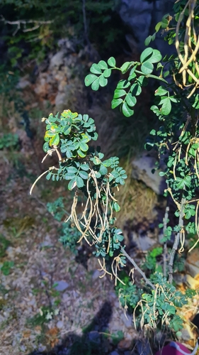 Scorpion Senna