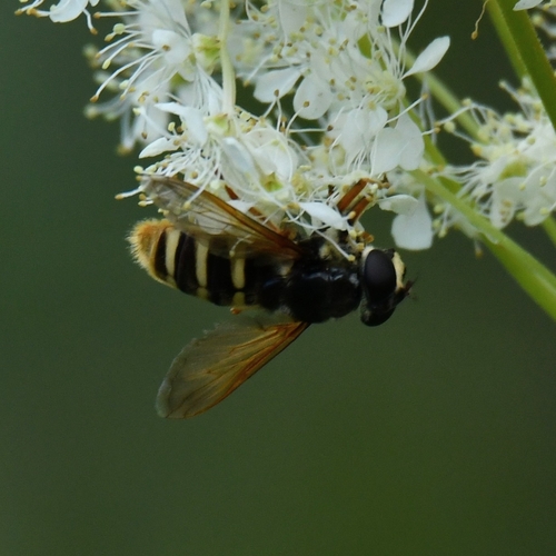 Yellow-barred Peat Hover Fly