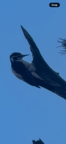 Hairy Woodpecker