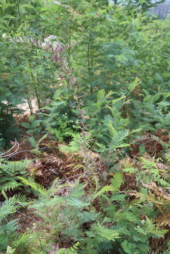 Gymnosporia buxifolia, photograph 1