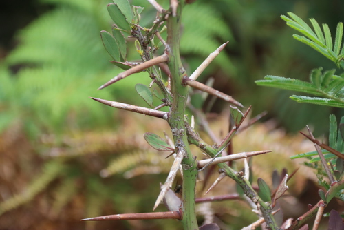Gymnosporia buxifolia