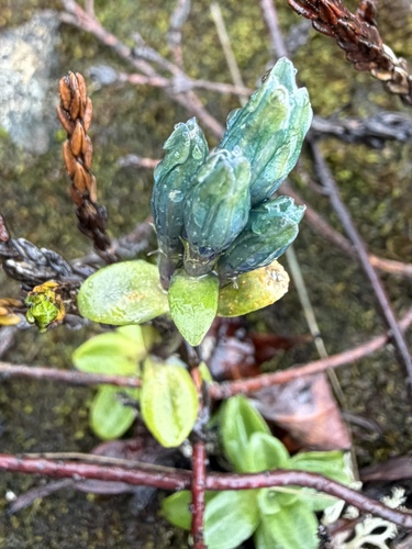 Gentiana glauca, photograph 1