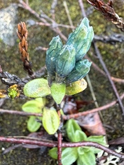Gentiana glauca