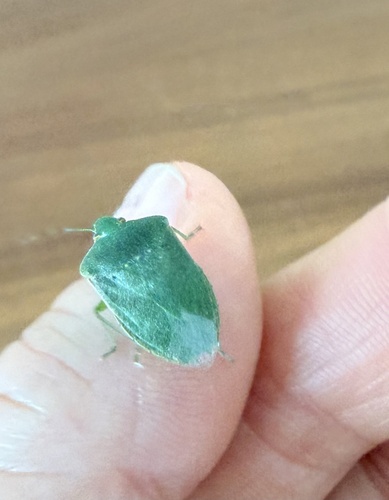 Southern Green Stink Bug