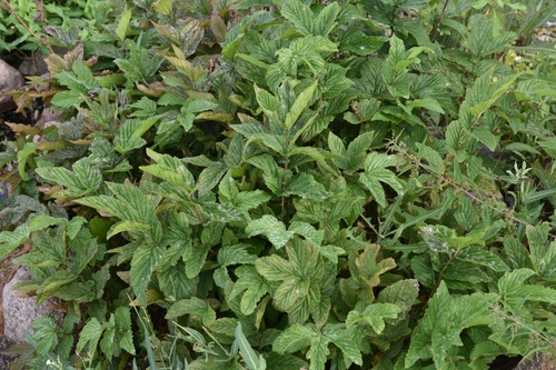 Наблюдение на iNaturalist