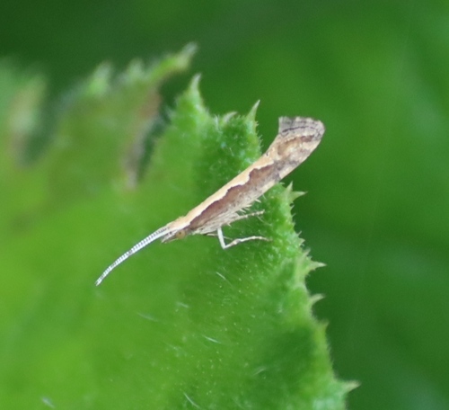 Diamondback moth
