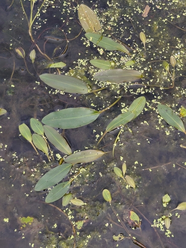 Longleaf Pondweed
