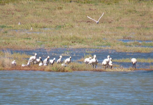 Eurasian Spoonbill