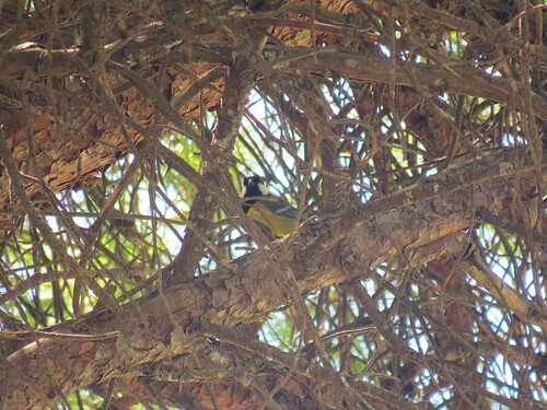 Great Tit