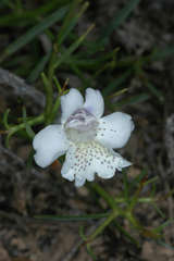 Eremophila polyclada