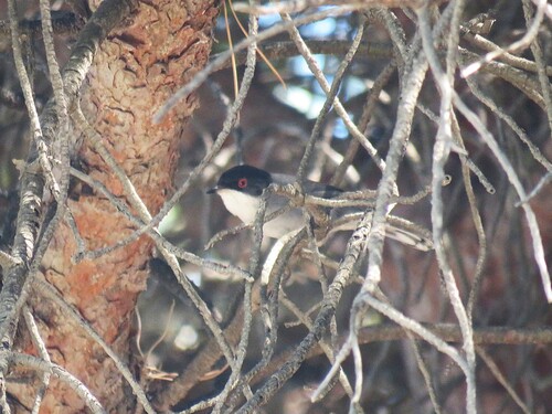 Sardinian Warbler