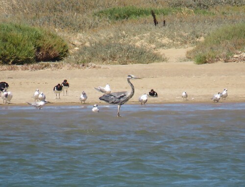 Grey Heron