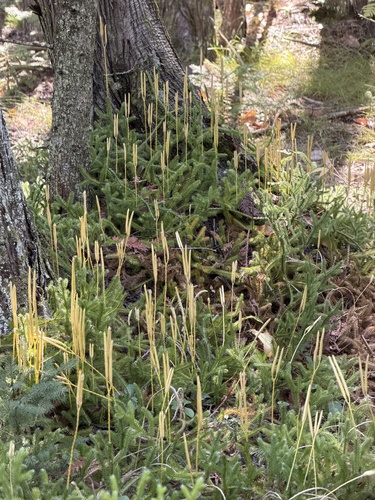 stag's-horn clubmoss