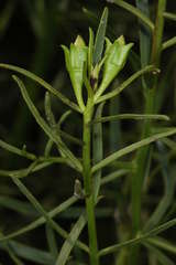 Eremophila polyclada