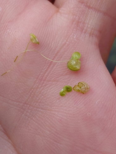 Fat Duckweed