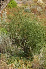 Eremophila polyclada