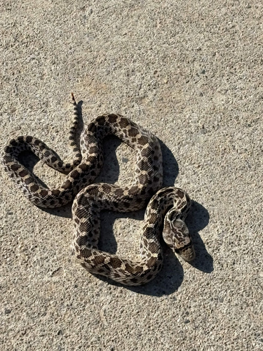 Pacific Gopher Snake