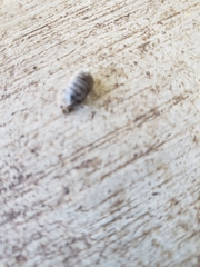 Armadillidium vulgare