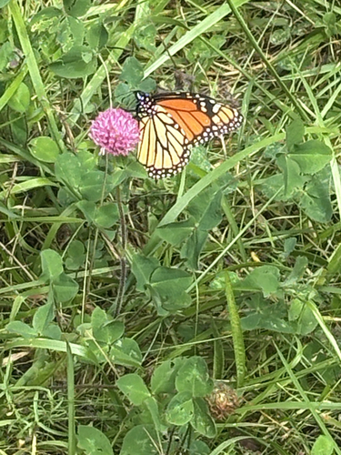 Monarch
