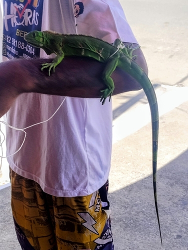 Green Iguana